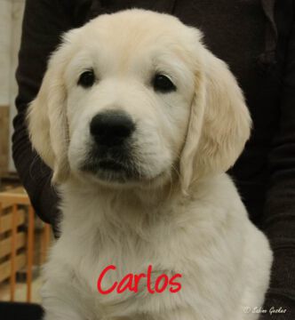Carlos2