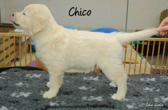 Chico1