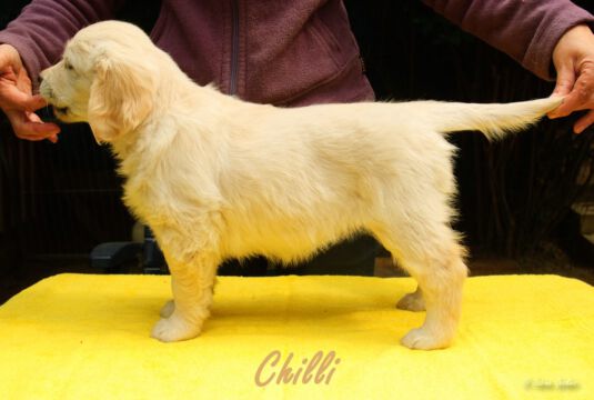 Chilli1