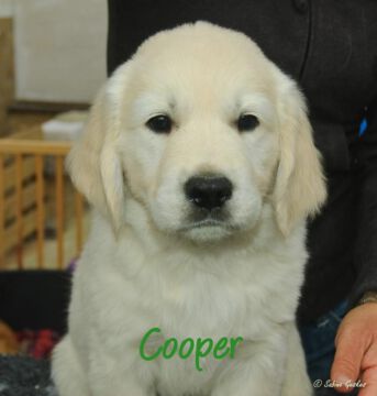 Cooper2