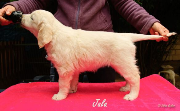 Jala1