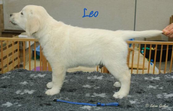 Leo1