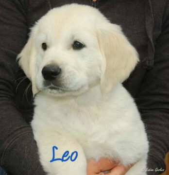 Leo2